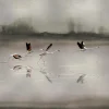 Doñana Silver - Coordonné