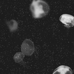 Jellyfish Black - Coordonné