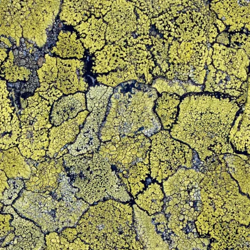 Liquen Original - Coordonné